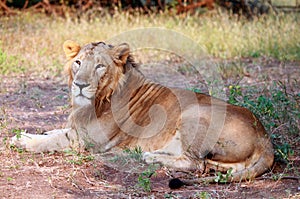 Asiatic Lion at Gir Forest national Park photo