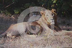 Asiatic Lion of Gujarat in Gir Forest