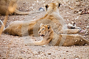 Asiatic lion
