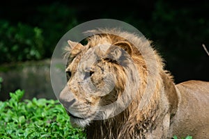 Asiatic Lion or Indian Lion  Panthera leo leo closeup side profile shot  of Male