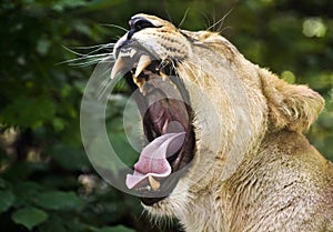 Asiatic Lion - lioness