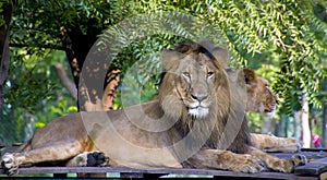 Asiatic Lion and Lioness