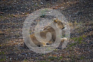 Asiatic lion lioness sitting on ground resting in gir forest of Gujarat, india