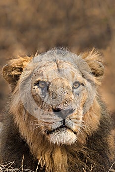 Asiatic Lion male