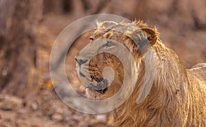 Asiatic lion male