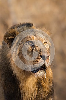 Asiatic Lion male close up