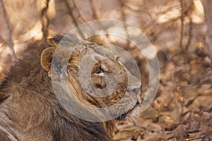 Asiatic lion male injured in teritorial fight