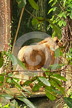 Asiatic Lion Male in lush green forest. Asiatic lion in the ZOO park in Bali