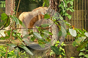 Asiatic Lion Male in lush green forest. Asiatic lion in the ZOO park in Bali