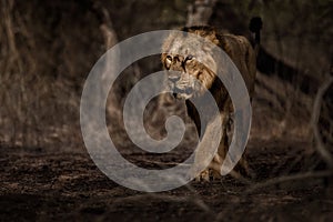 Asiatic lion male in the nature habitat in Gir national park in India