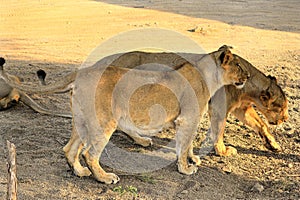 Asiatic Lion in a national park in India. Asiatic lion in the Jungle.