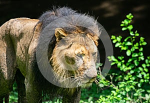 Asiatic Lion  Panthera leo leo closeup profile  of Male