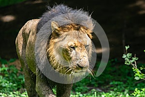 Asiatic Lion  Panthera leo leo closeup profile  of Male