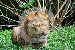 Asiatic Lion  Panthera leo leo closeup profile shot  looking sideways