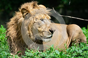 Asiatic Lion  Panthera leo leo closeup  side profile  of Male