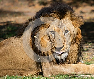 Asiatic Lion Panthera Leo Leo Portrait Shot