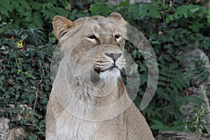 Asiatic lion Panthera leo persica