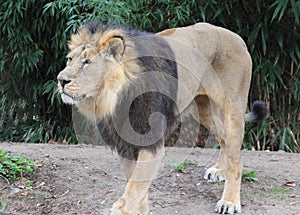 Asiatic lion Panthera leo persica