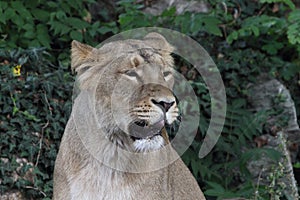 Asiatic lion Panthera leo persica