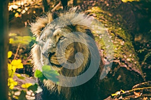 Asiatic lion Panthera leo persica