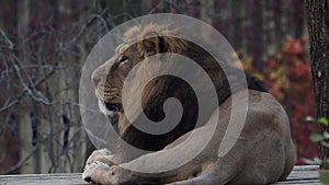 Asiatic lion Panthera leo persica.