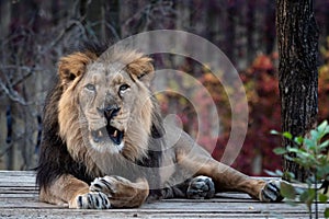 Asiatic lion Panthera leo persica.