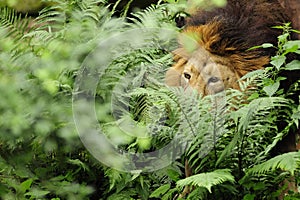 Asiatic Lion ( Panthera leo persica )