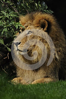 Asiatic Lion ( Panthera leo persica )