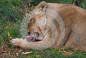 Asiatic Lion - Panthera leo persica