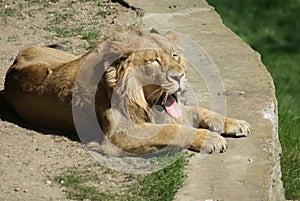 Asiatic Lion - Panthera leo persica