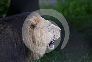 Asiatic Lion - Panthera leo persica