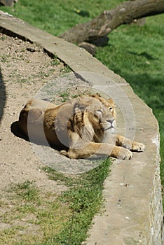 Asiatic Lion - Panthera leo persica