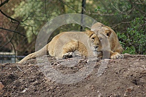 Asiatic Lion - Panthera leo persica