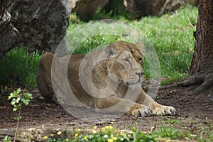 Asiatic Lion - Panthera leo persica