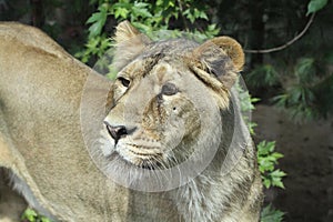 Asiatic Lion - Panthera Leo Persica