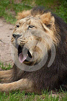 Asiatic lion (Panthera leo persica).