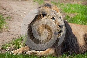 Asiatic lion (Panthera leo persica).