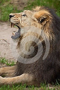 Asiatic lion (Panthera leo persica).