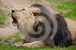 Asiatic lion Panthera leo persica.