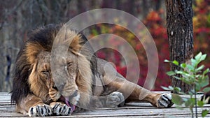 Asiatic lion Panthera leo persica. A critically endangered species