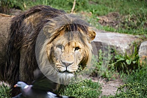 Asiatic lion Panthera leo persica. A critically endangered species