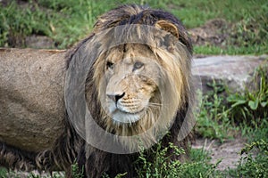 Asiatic lion Panthera leo persica. A critically endangered species