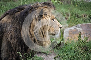 Asiatic lion Panthera leo persica. A critically endangered species