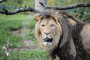 Asiatic lion Panthera leo persica. A critically endangered species