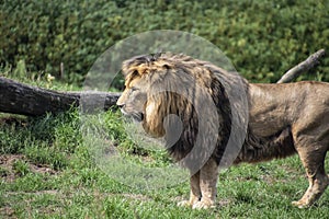 Asiatic lion Panthera leo persica. A critically endangered species