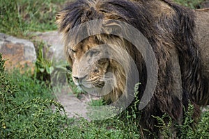 Asiatic lion Panthera leo persica. A critically endangered species