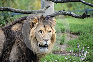 Asiatic lion Panthera leo persica. A critically endangered species