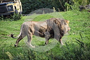 Asiatic lion Panthera leo persica. A critically endangered species