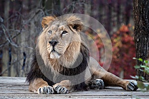 Asiatic lion Panthera leo persica. A critically endangered species