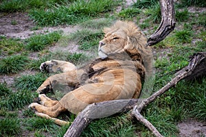 Asiatic lion Panthera leo persica. A critically endangered species